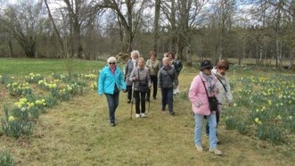 Promenad bland påskliljor i Fagerås